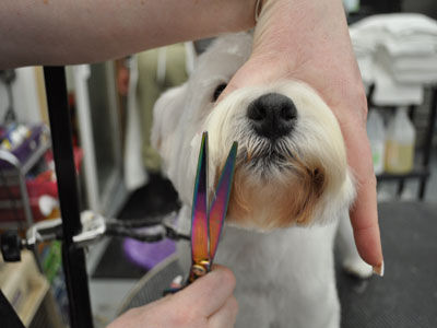 Pet Westie Trim